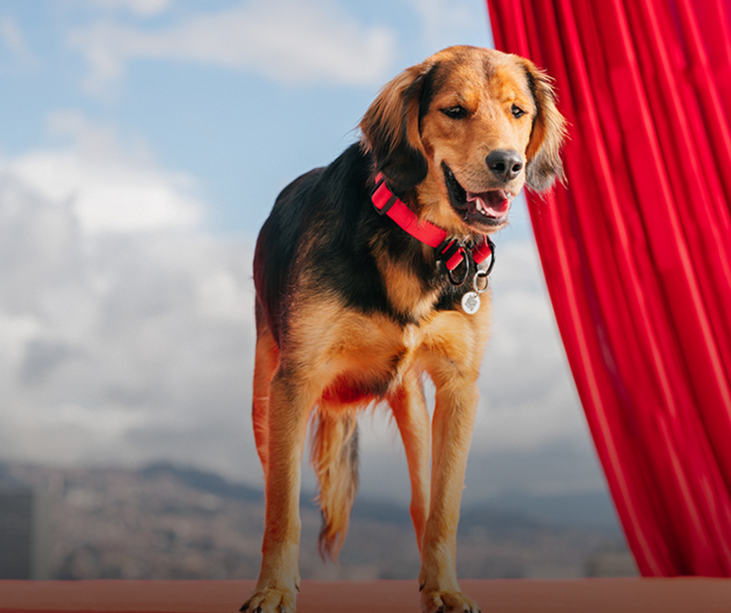 Efecto Ringo: así cambió la vida de 15 perros rescatados